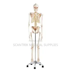 Skeleton Model