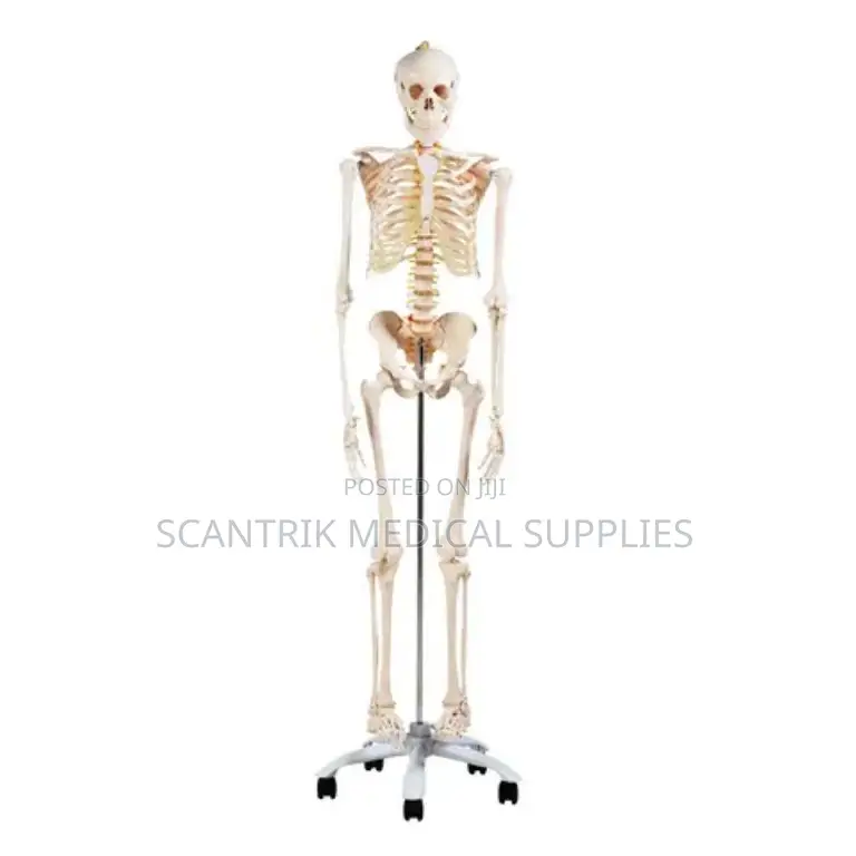 Skeleton Model