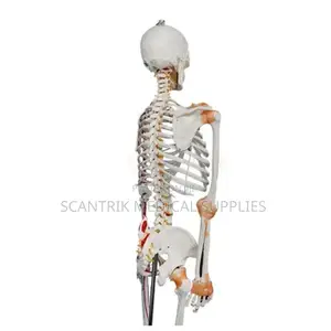 Anatomy of Skeletal System