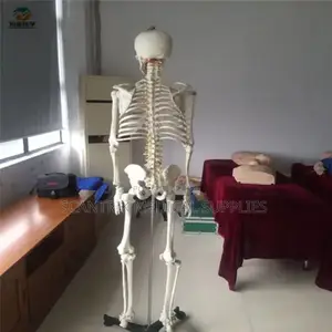 Anatomical Model of Skeleton
