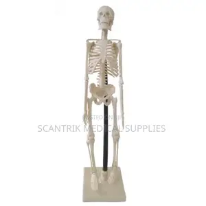 Skeleton Anatomical Model