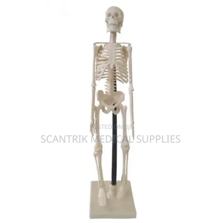 Skeleton Anatomical Model