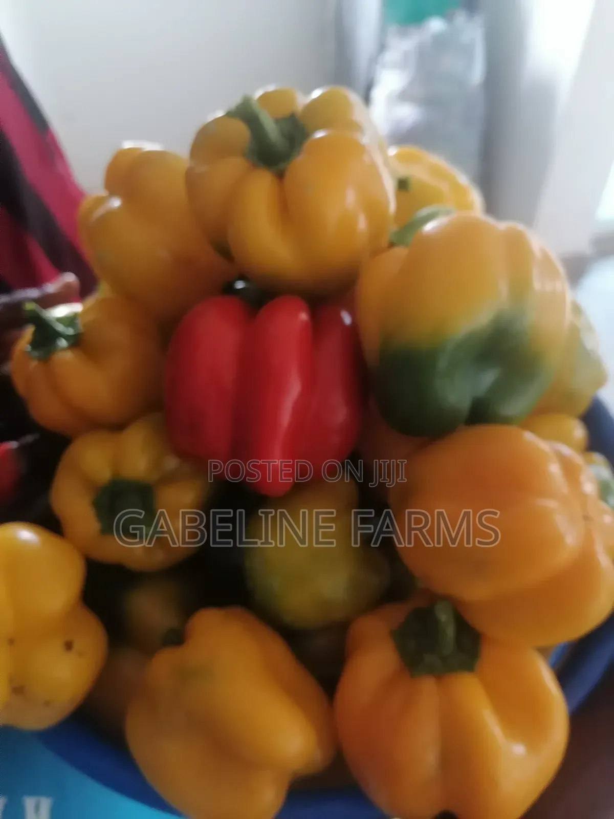 Bell Pepper(Mildred)