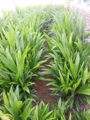High Yielding Tenera Oilpalm Seedlings