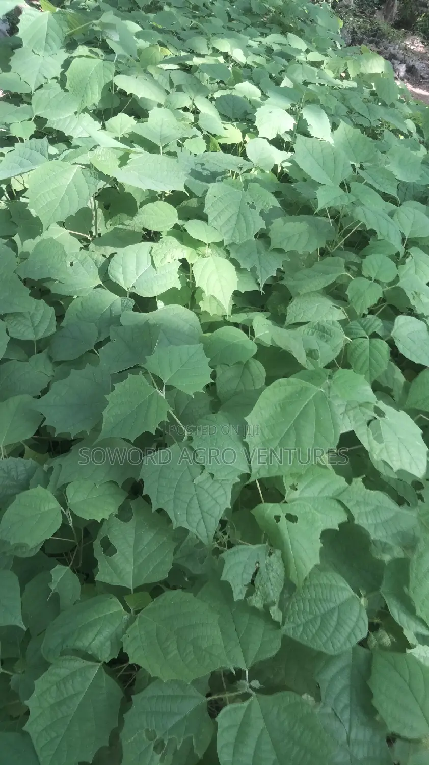 Malina Seedlings