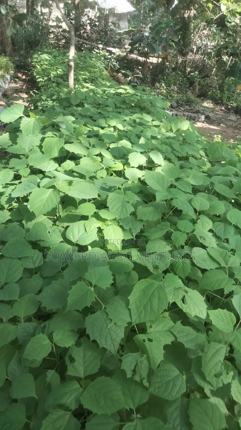 Malina Seedlings