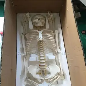 The Human Skeleton Model