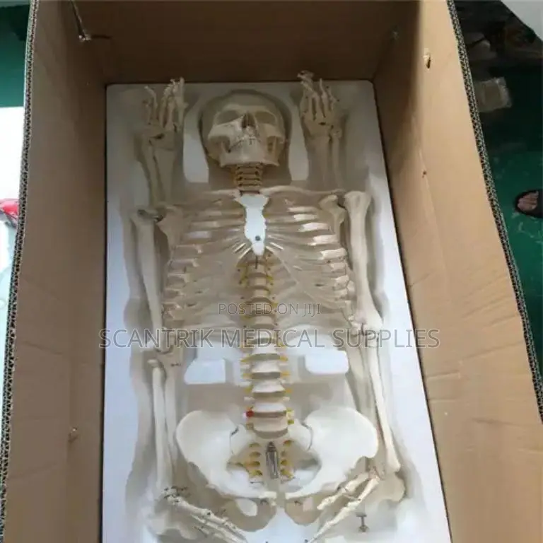 The Human Skeleton Model
