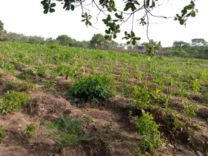 Photo - Farm Land 