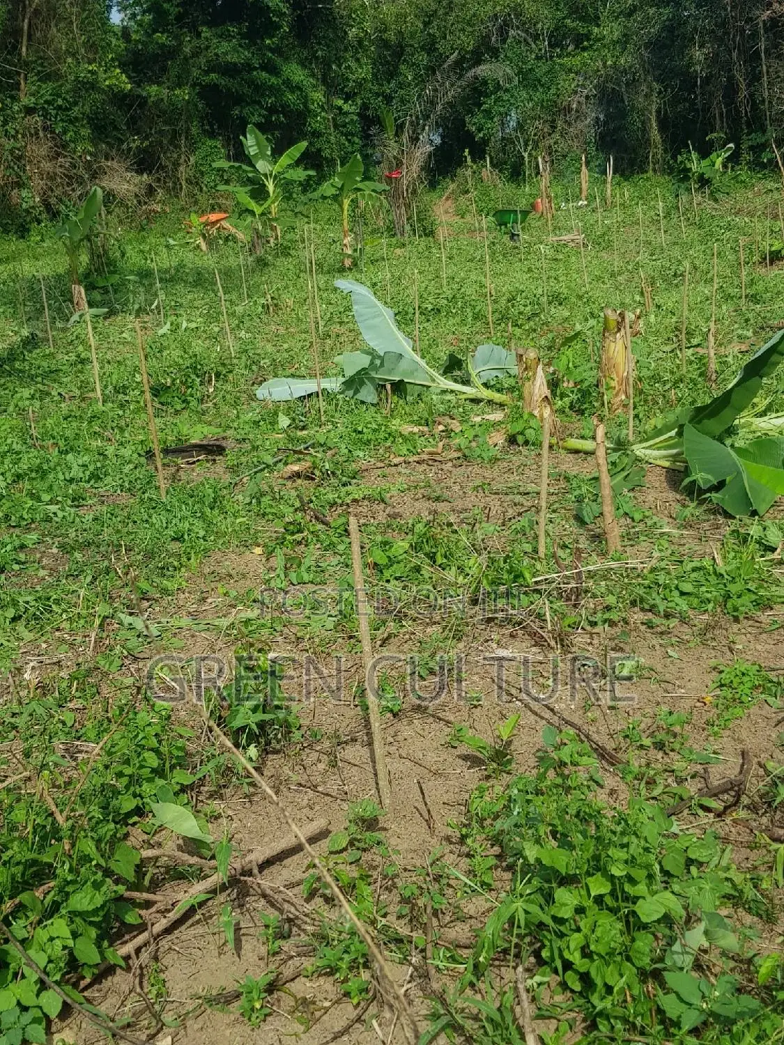 Consultation For Agri Business And Development