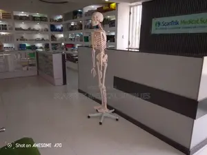 Human Body Skeleton