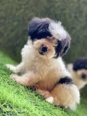 1-3 months Female Purebred Lhasa Apso