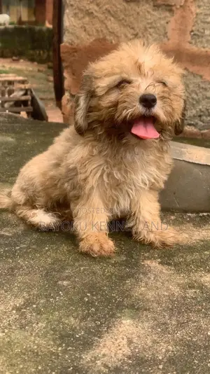 1-3 months Female Purebred Lhasa Apso