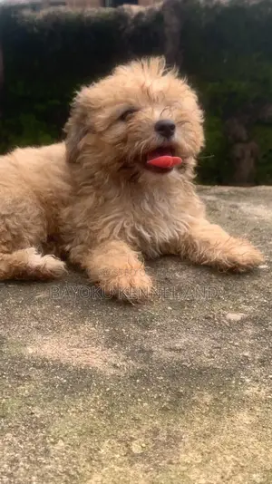 1-3 months Female Purebred Lhasa Apso