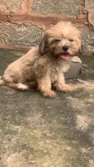 1-3 months Female Purebred Lhasa Apso