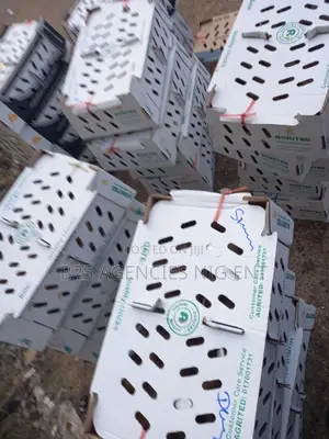 Book Your Day Old Chickens Noiler Broiler Pullet