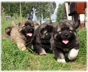 1-3 months Male Purebred Caucasian Shepherd