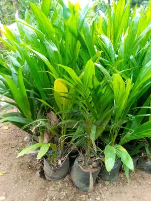 Tenera Oilpalm Seedlings