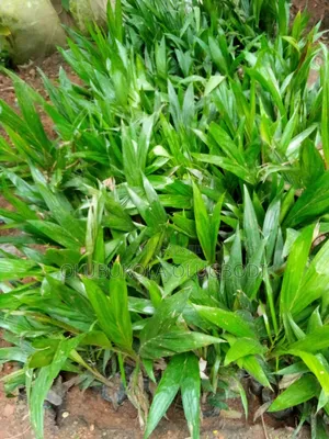 Tenera Oilpalm Seedlings