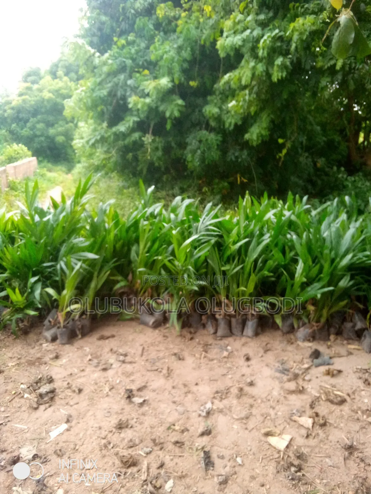 Tenera Oilpalm Seedlings