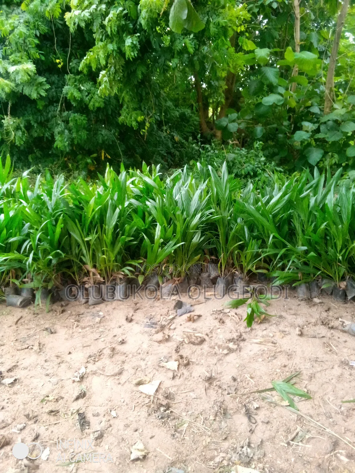 Tenera Oilpalm Seedlings