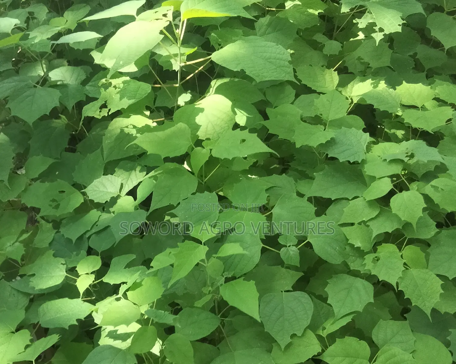Malina Seedlings