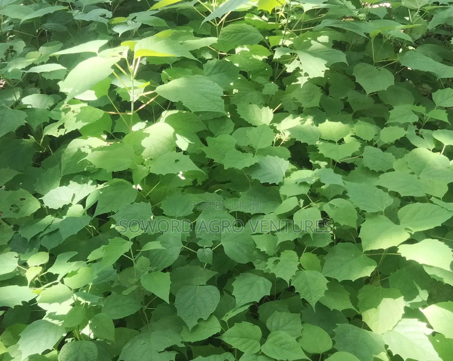 Malina Seedlings