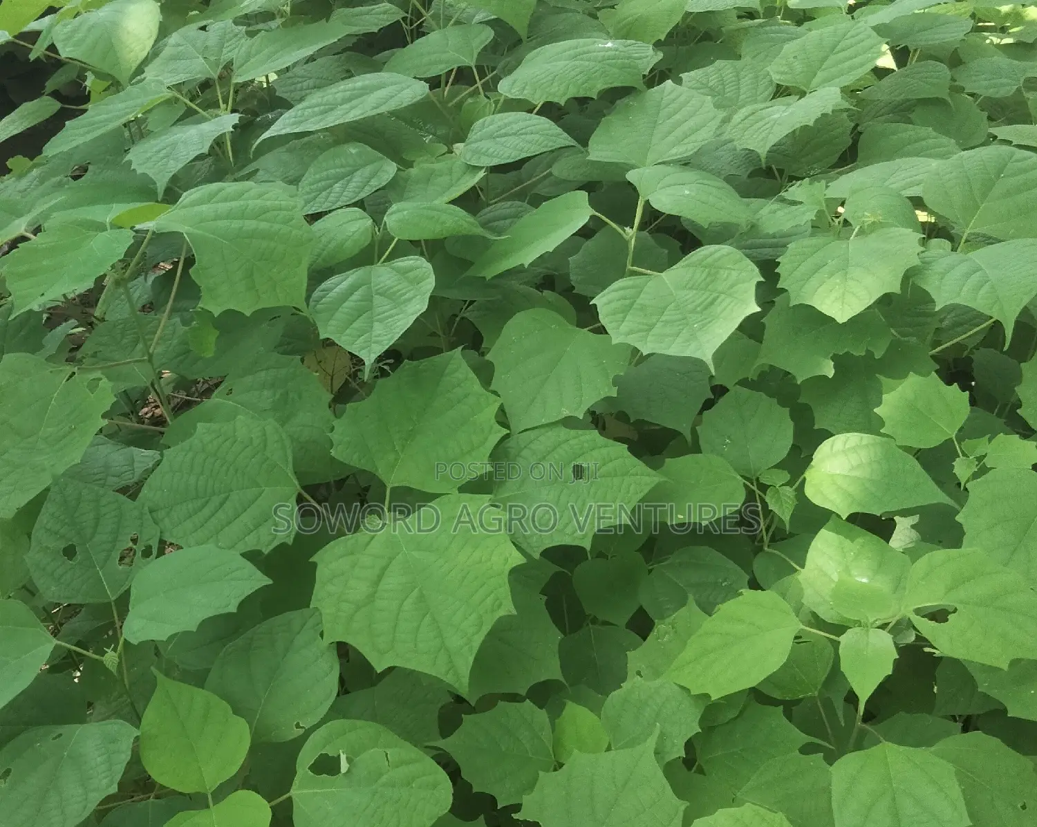 Malina Seedlings