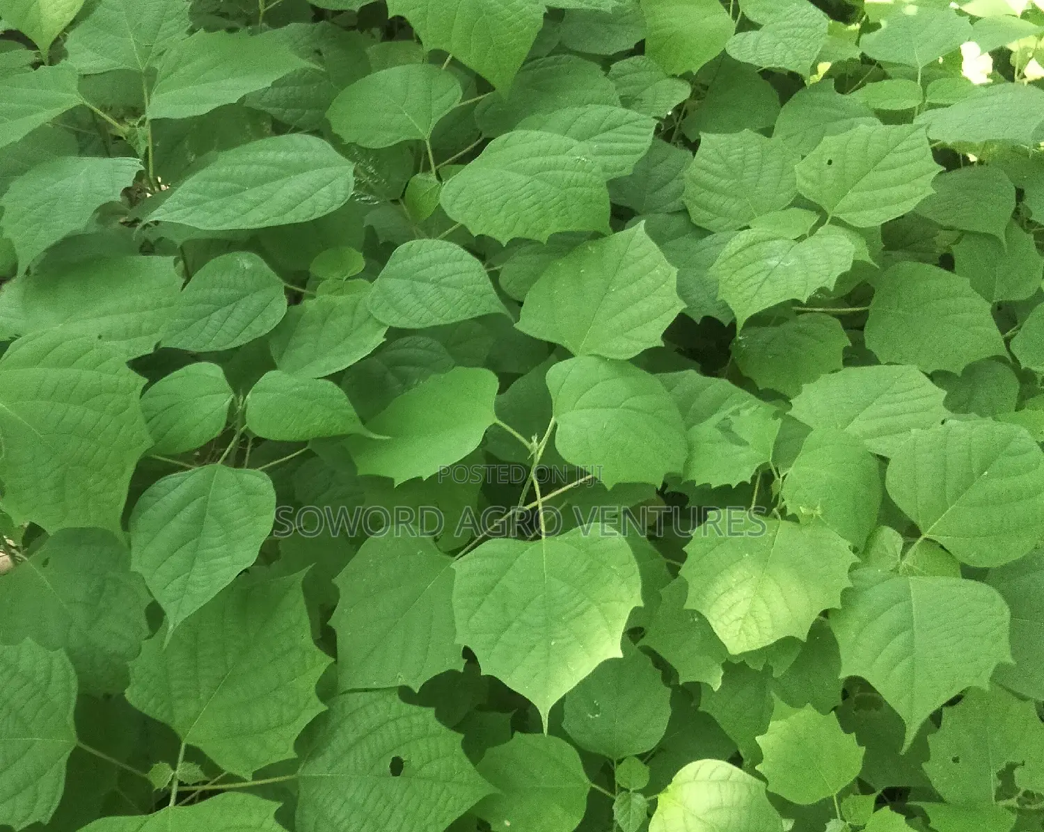 Malina Seedlings