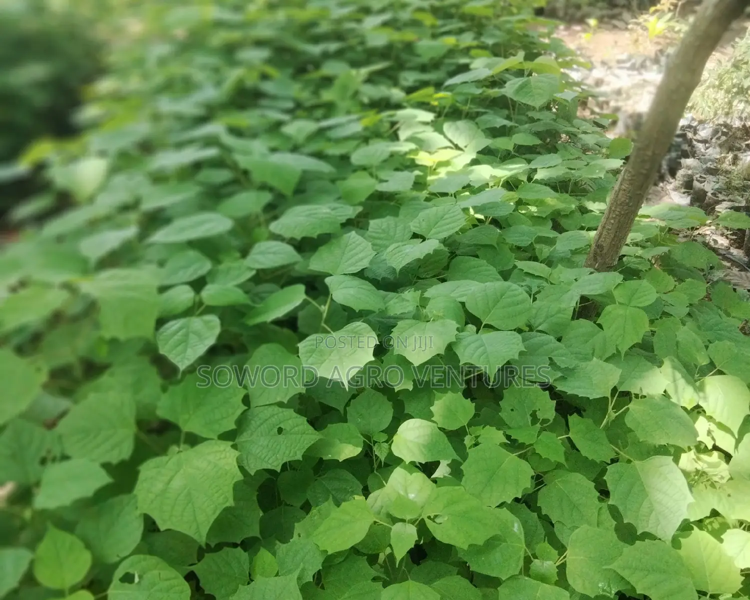 Malina Seedlings