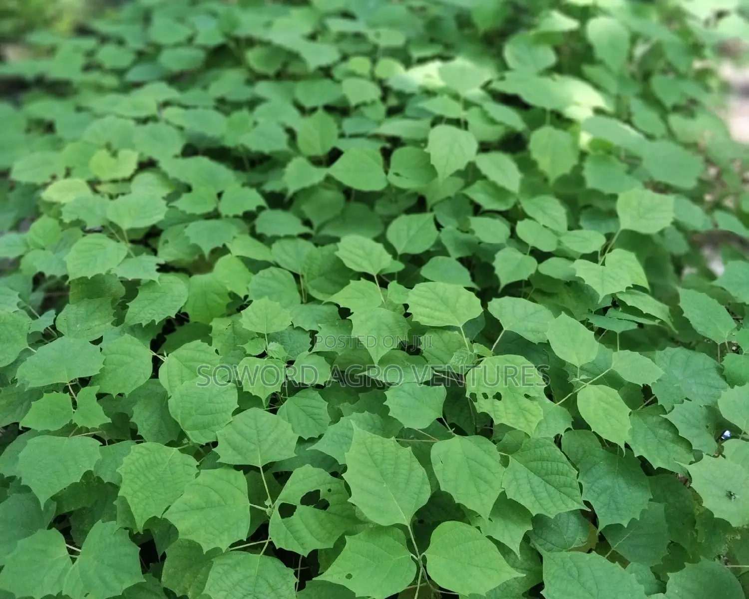 Malina Seedlings