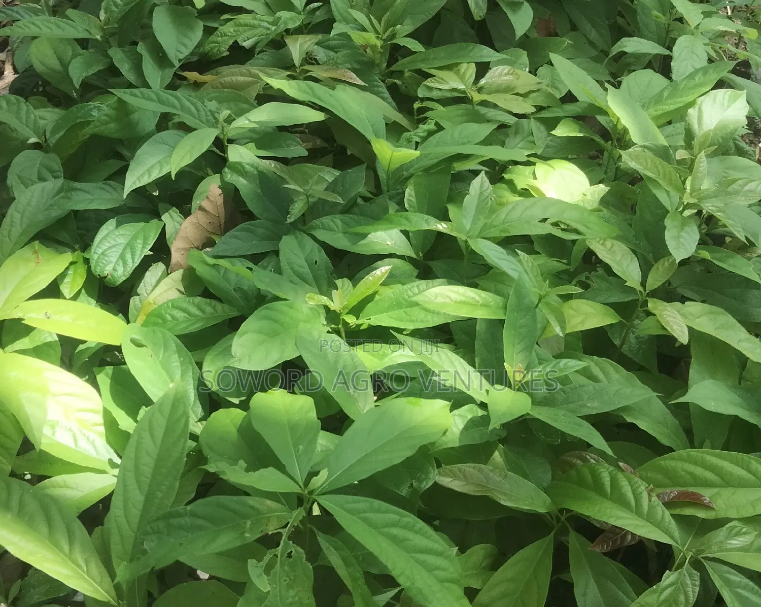 Avocado Pear Seedlings