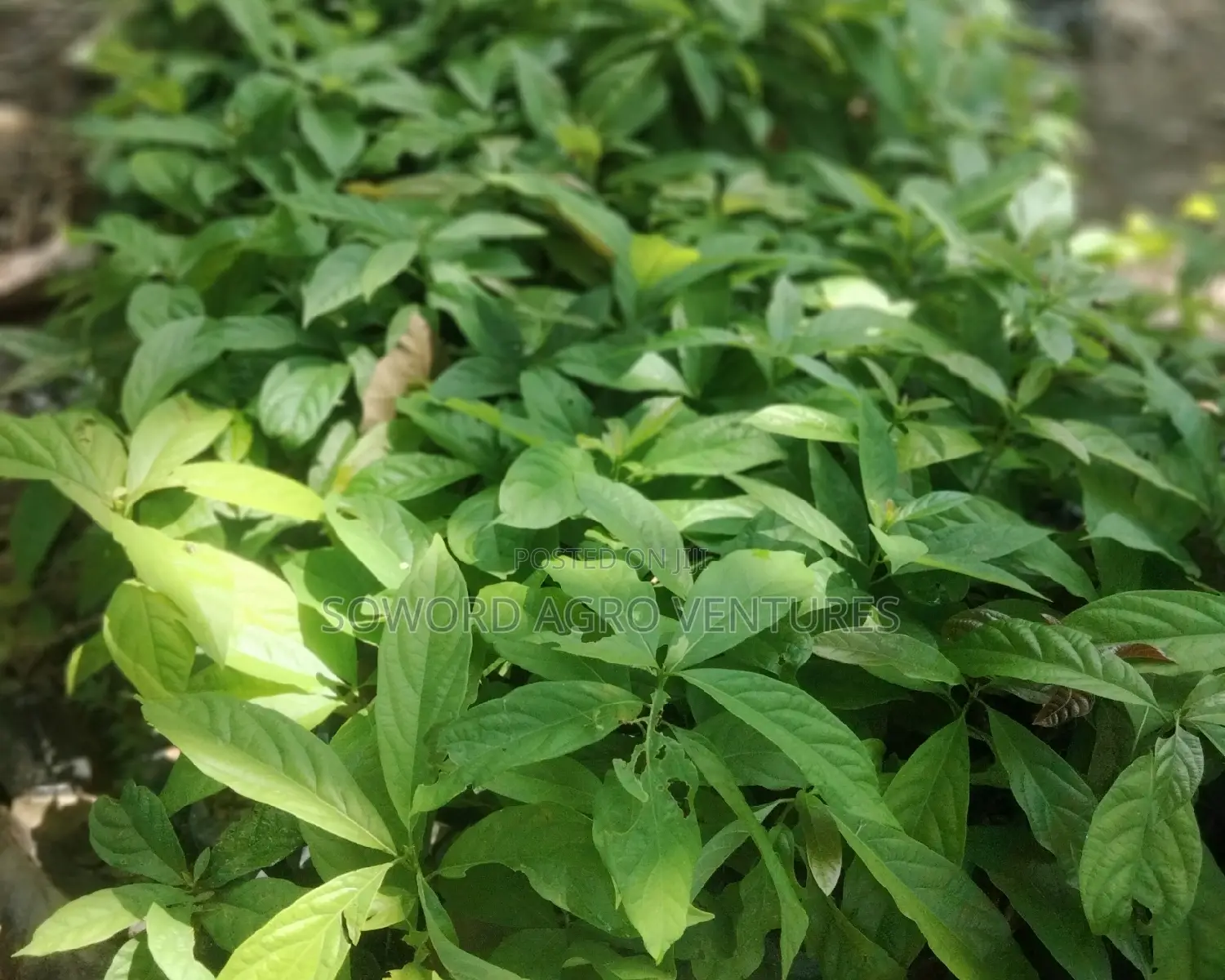 Avocado Pear Seedlings