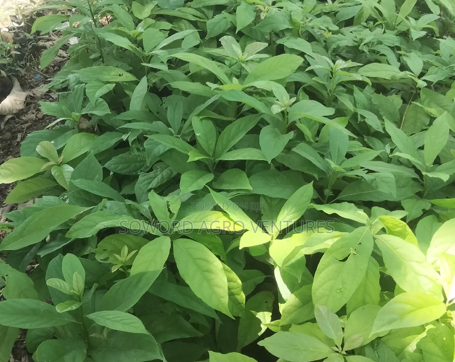 Avocado Pear Seedlings