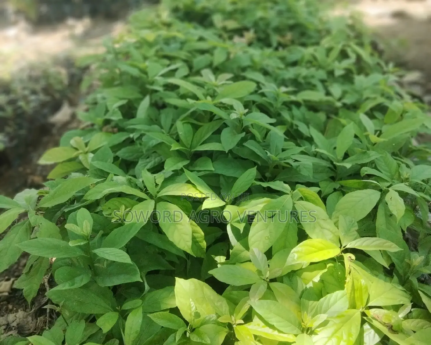 Avocado Pear Seedlings
