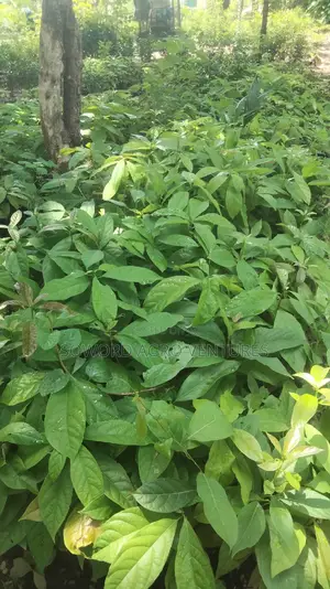 Avocado Pear Seedlings