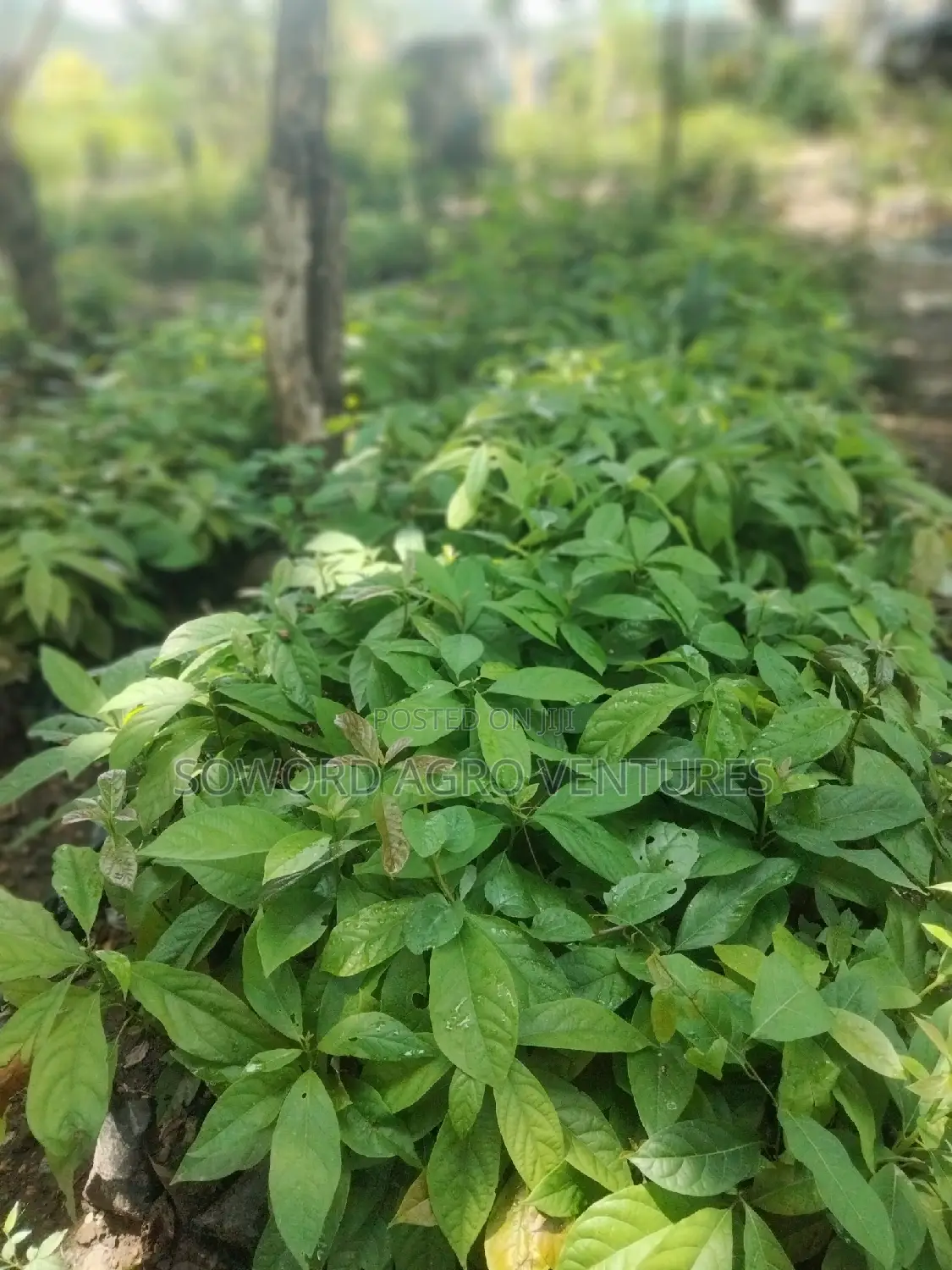 Avocado Pear Seedlings