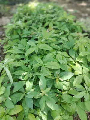 Avocado Pear Seedlings
