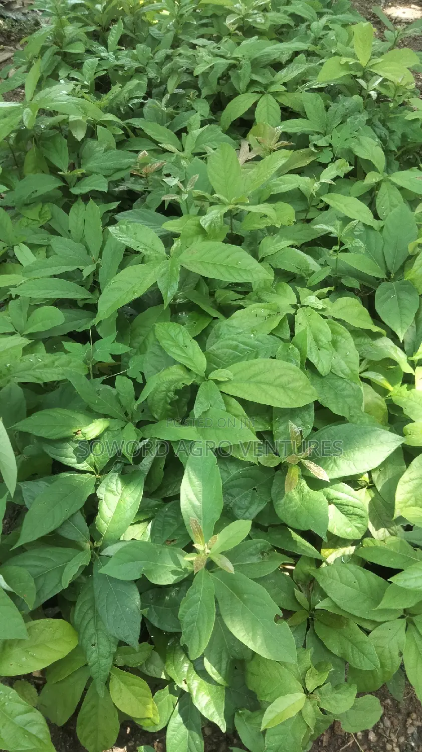 Avocado Pear Seedlings