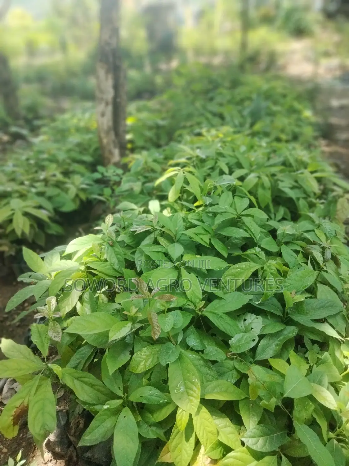 Avocado Pear Seedlings