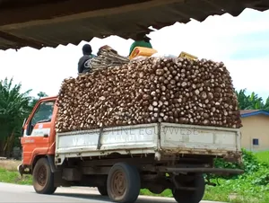 Photo - 1000 Metric Tons of Casava Monthly