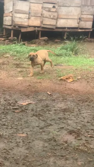 1-3 months Female Purebred Boerboel