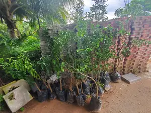 Orange Seedling