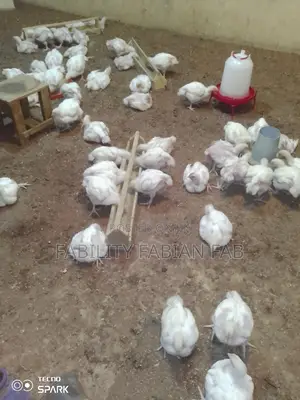 Three Weeks Old Broiler