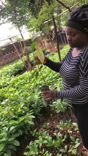 Crin Tc-8 Hybrid Cocoa Seedling