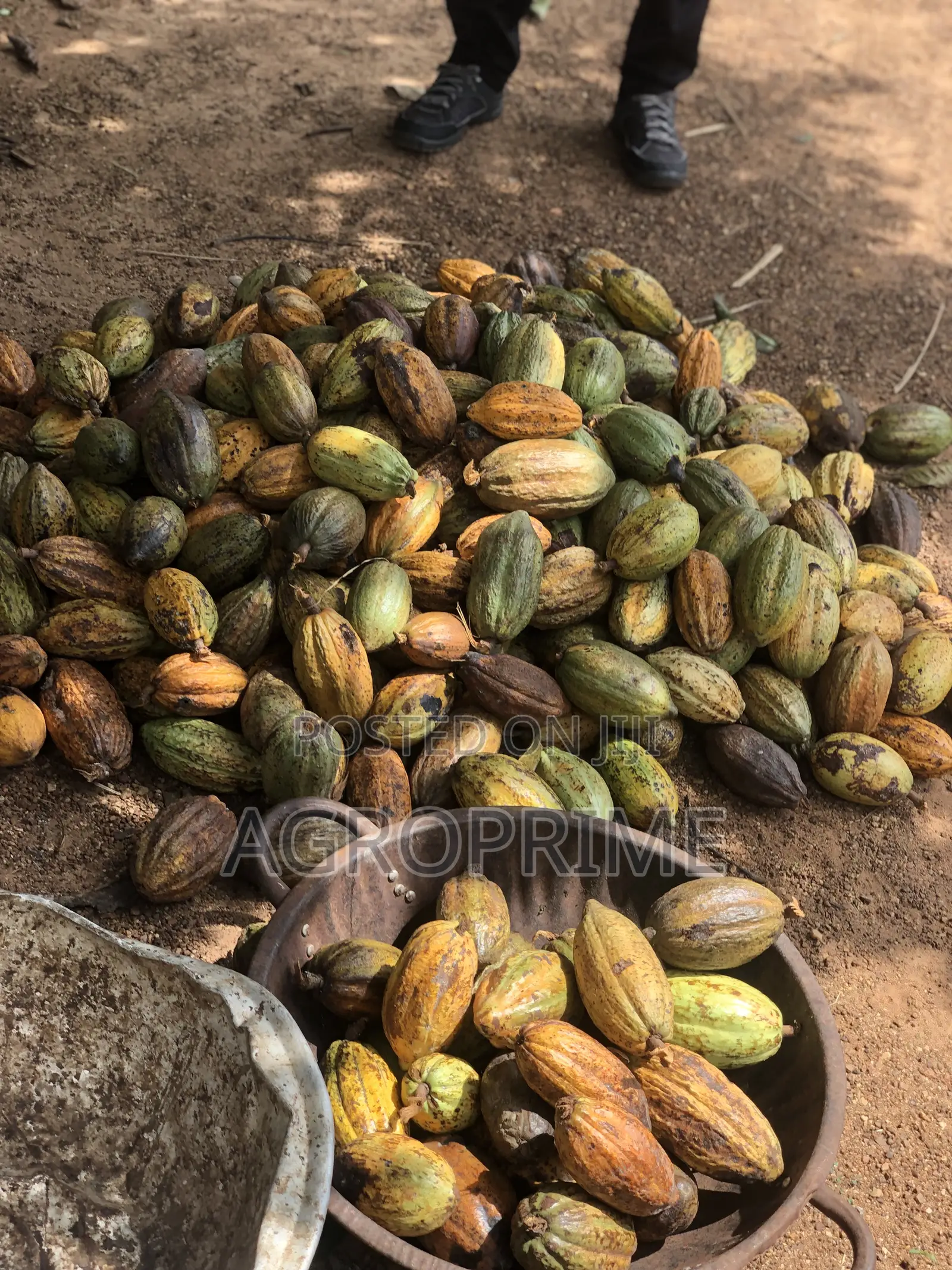 Crin Tc-8 Hybrid Cocoa Seedling