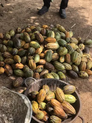 Crin Tc-8 Hybrid Cocoa Seedling