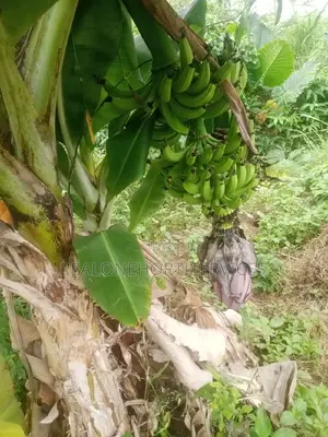 Fruits Seedlings To Plant At Home Garden, Farm