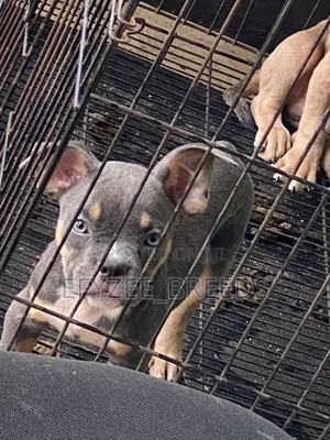 1-3 months Male Purebred American Bully