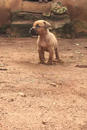 1-3 months Male Purebred Boerboel